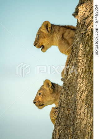 Two lion cubs cling to tree staring 67465054