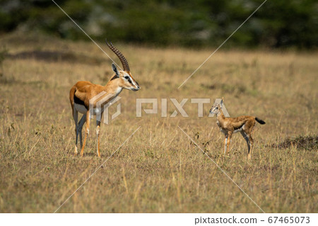 Thomson gazelle and baby face each other 67465073