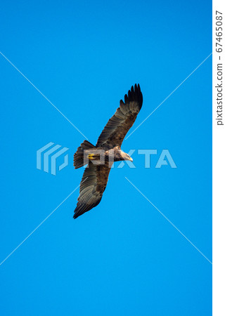 Tawny eagle soars in perfect blue sky 67465087