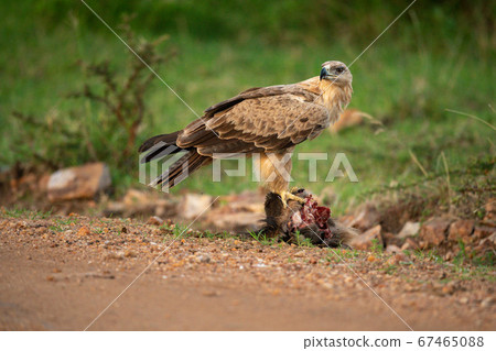 Tawny eagle standing on carrion turns head 67465088