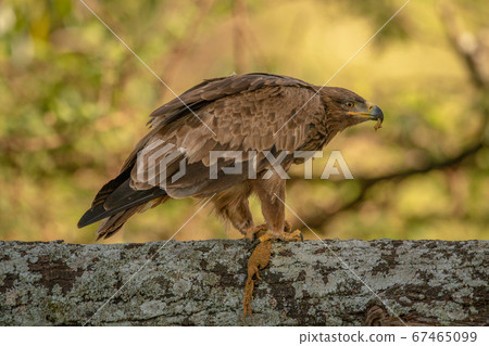 Tawny eagle on lichen-covered branch eating lizard Tawny eagle on lichen-covered branch eating lizard 67465099