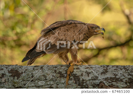 Tawny eagle on lichen-covered branch eating 67465100