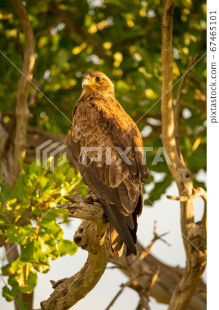 Tawny eagle on branch in golden light Tawny eagle on branch in golden light 67465101