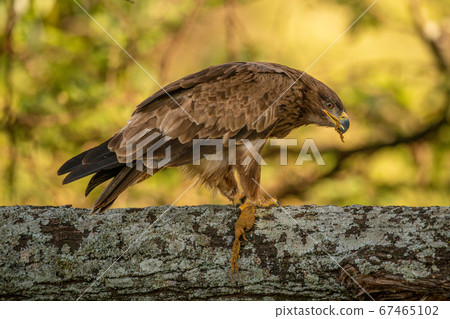 Tawny eagle on lichen-covered branch chewing Tawny eagle on lichen-covered branch chewing 67465102