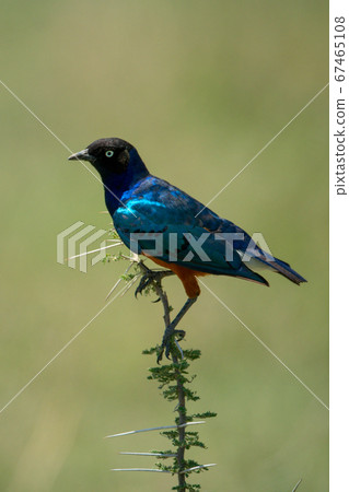 Superb starling on thornbush with green bokeh Superb starling on thornbush with green bokeh 67465108