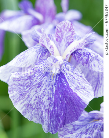 哈娜莎華 67465847