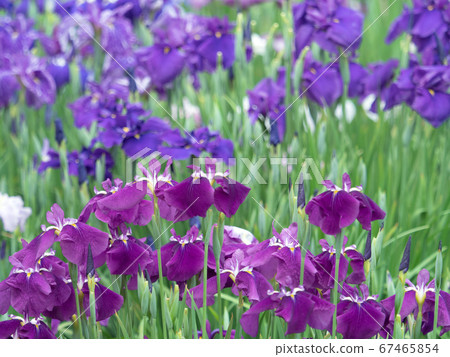 Hana shawab 67465854