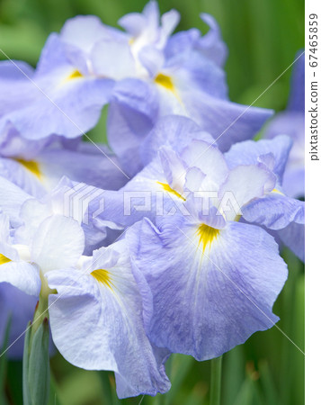 Hana shawab 67465859