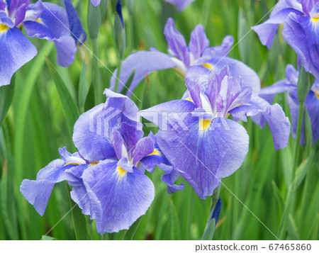 Hana shawab Hana shawab 67465860