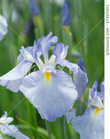 Hana shawab Hana shawab 67465901