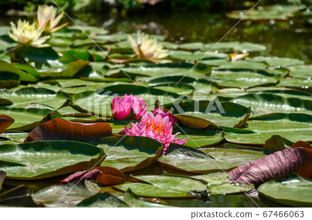 Red water lily AKA Nymphaea alba f. rosea in a lake 67466063