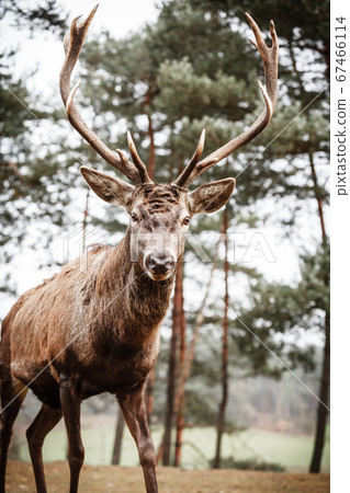 Red deer stag in autumn fall forest Red deer stag in autumn fall forest 67466114