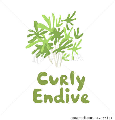 Cichorium endivia salad. Curly endive cute stock illustration. Agriculture, gastronomy, cooking concept, farm. Take part in a salad. Vitamins and minerals. Playful design style, salad ingredient 67466124