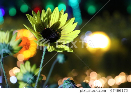 向日葵與照明合作 向日葵與照明合作 67466173
