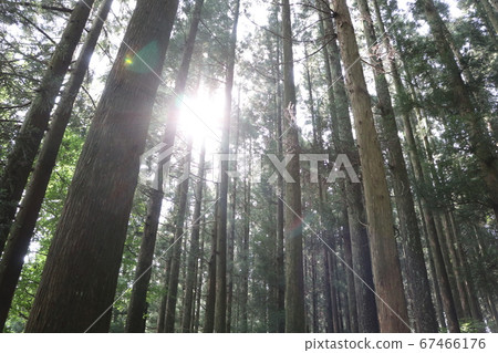 Splendid spider web in the forest Splendid spider web in the forest 67466176