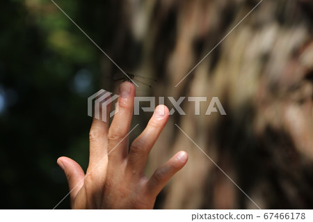 Dragonfly stopped 67466178