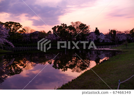 Reflection of cherry blossoms and the sunset sky that bloom on the banks of the pond at dusk in spring in Midorigaoka Park, Itami City, Hyogo Prefecture 67466349