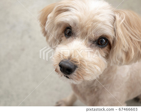 A cute little apricot dog that sits and gazes at you [Toy Poodle Malpu] 67466603
