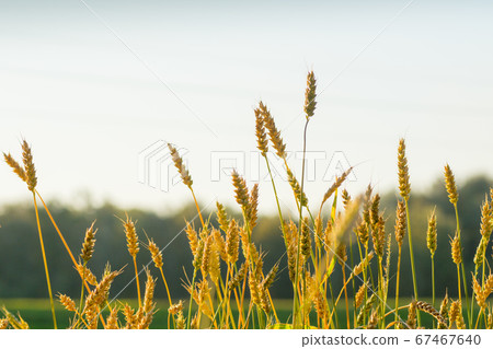 dry wheat ears close up shot with green forest 67467640