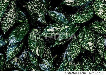 Overgrown Aoki Overgrown Aoki 67467715