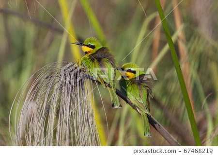 Little Bee-Eaters - Okavango Delta in Botswana Little Bee-Eaters - Okavango Delta in Botswana 67468219