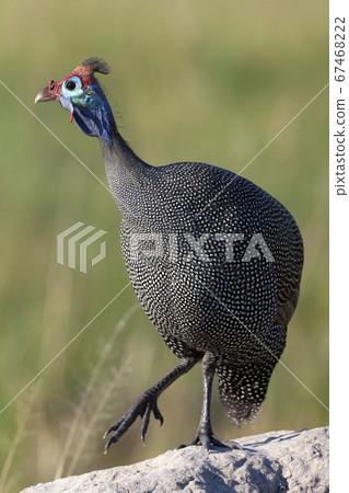 Helmeted Guineafowl - Okavango Delta - Botswana Helmeted Guineafowl - Okavango Delta - Botswana 67468222