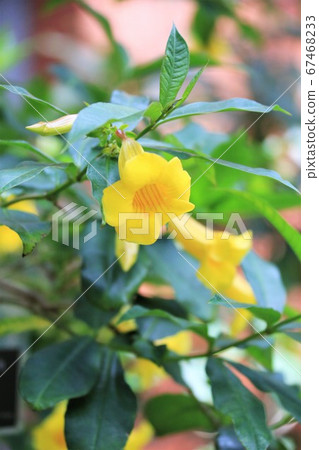 飛有明Kazura 67468233