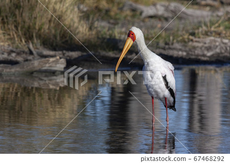 Yellow-billed Stork - Okavango Delta - Botswana Yellow-billed Stork - Okavango Delta - Botswana 67468292