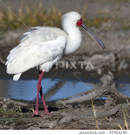 African spoonbill - Okavango Delta - Botswana African spoonbill - Okavango Delta - Botswana 67468294