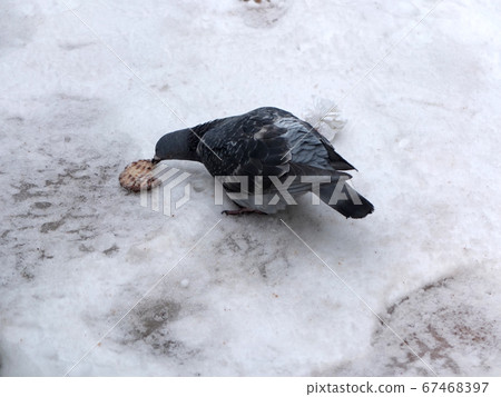 Winter pigeons sticking biscuits Winter pigeons sticking biscuits 67468397
