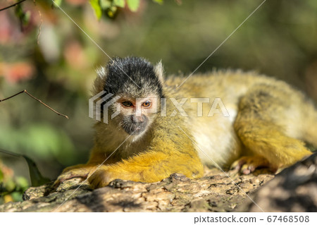Close Up Of A Black-Capped Squirrel Monkey In A Tree 67468508