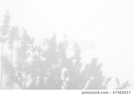 Gray shadows of lavender flowers and grass Gray shadows of lavender flowers and grass 67468917