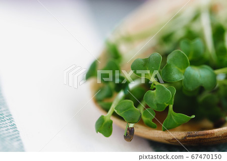 Micro greens in wooden spoon on cotton napkin Micro greens in wooden spoon on cotton napkin 67470150