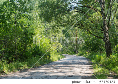 aged asphalt road in wild summer forest aged asphalt road in wild summer forest 67470423