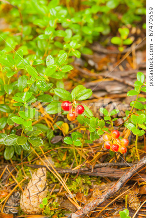 cranberry plant and berries in wild forrest cranberry plant and berries in wild forrest 67470559