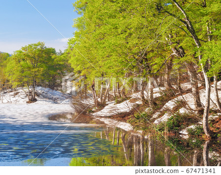 Kamoi pond with fresh green and snow melting Kamoi pond with fresh green and snow melting 67471341
