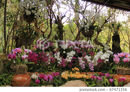 Beautifully blooming orchid flowers in Okinawa Beautifully blooming orchid flowers in Okinawa 67471356