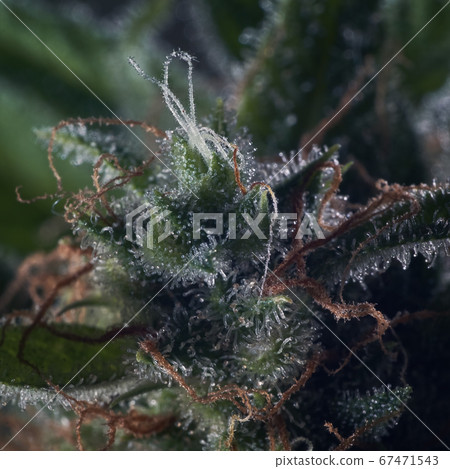 Macro of cannabis flowers and leaves on a dark background Macro of cannabis flowers and leaves on a dark background 67471543