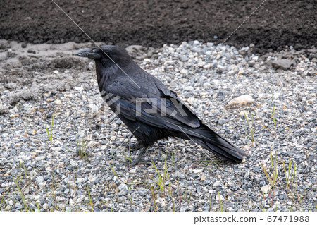 Ray-Ban Raven,加拿大艾伯塔省班夫國家公園 Ray-Ban Raven,加拿大艾伯塔省班夫國家公園 67471988