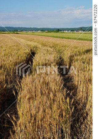 麥田在初夏 67472220