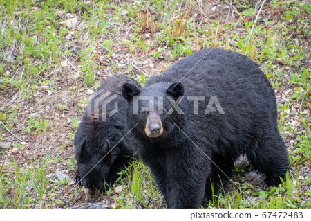 Black bear close-up, Banff National Park, Alberta Canada 67472483