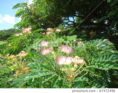 這是這棵樹的花 這是這棵樹的花 67472496