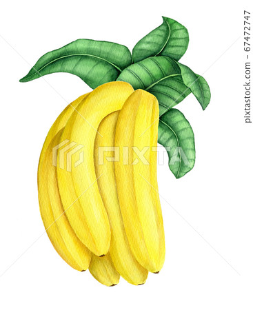 Banana branch with green leaves watercolor illustration Banana branch with green leaves watercolor illustration 67472747