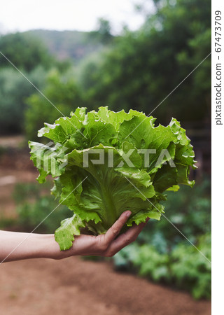 young man with a butterhead lettuce 67473709