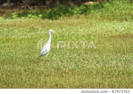 White Great egret standing on the green grass in 67473763