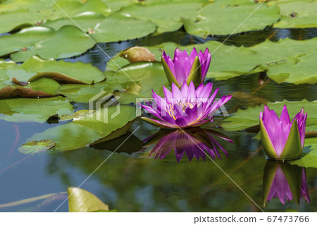 Group of bloom purple lotus with reflection in the 67473766