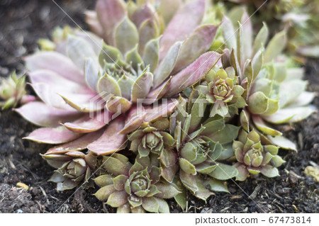Sempervivum species live succulent garden outdoor Sempervivum species live succulent garden outdoor 67473814