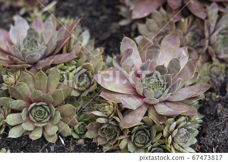 Sempervivum species live succulent garden outdoor 67473817