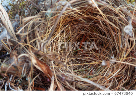 Close up empty swallows nest. Top view. Close up empty swallows nest. Top view. 67473840