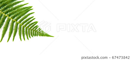 White large banner with isolated fern leaf. White large banner with isolated fern leaf. 67473842